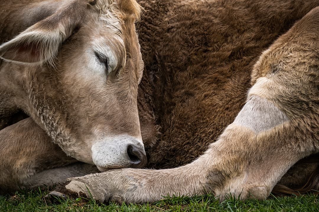 Greg steer enjoys an afternoon nap. Farm Sanctuary, Watkins Glen, New York, USA, 2023. Jo-Anne McArthur / Farm Sanctuary / We Animals.  Greg steer enjoys an afternoon nap. Farm Sanctuary, Watkins Glen, New York, USA, 2023. Jo-Anne McArthur / Farm Sanctuary / We Animals.